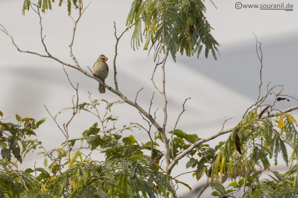 White-browed Bulbul