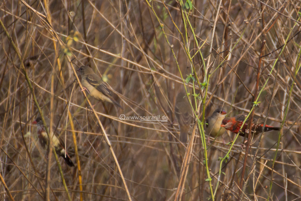 Red Munia