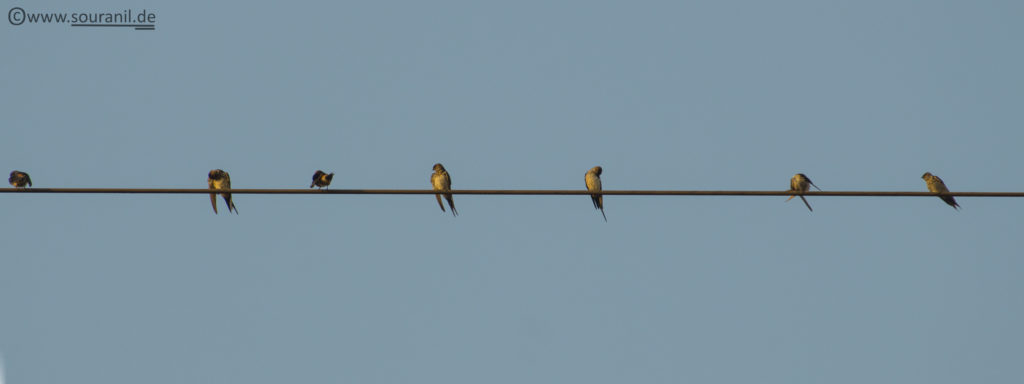 Barn Swallow