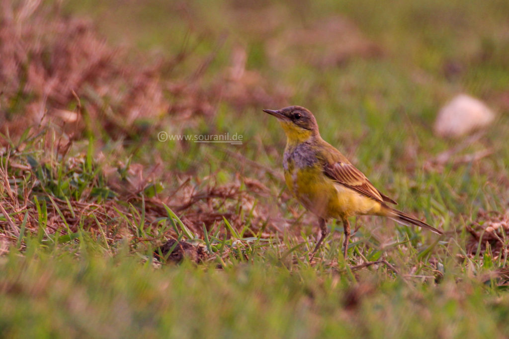 Citrine Wagtail