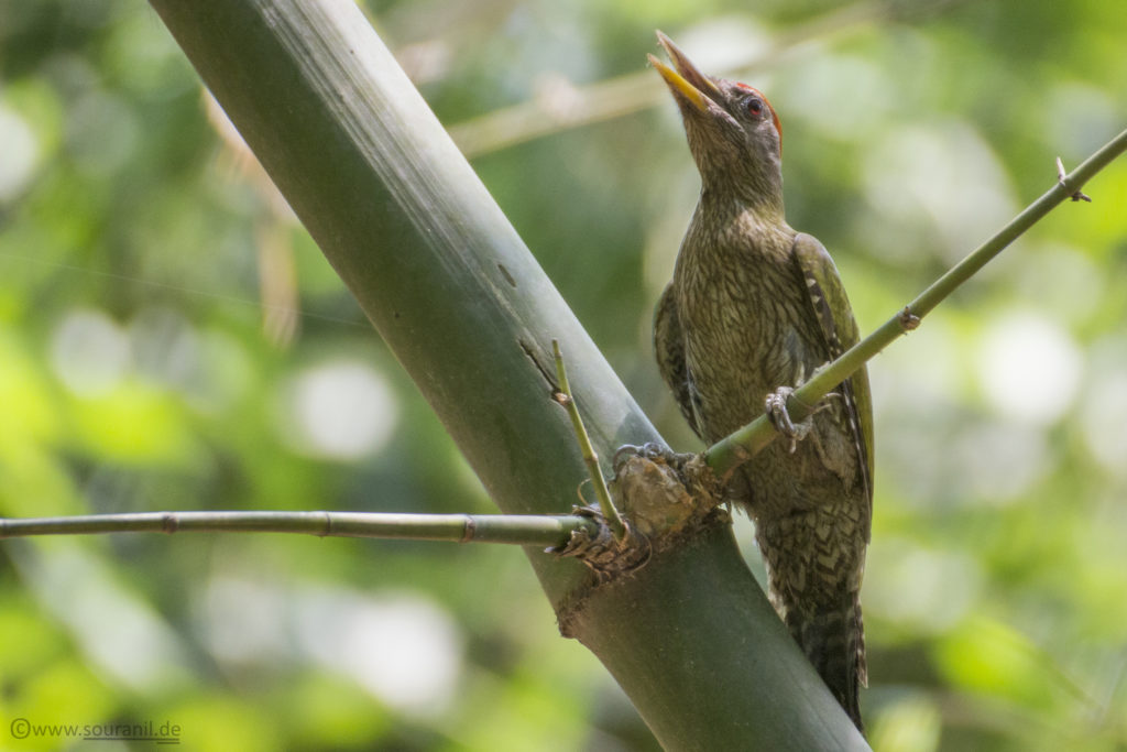 Streak-throated Woodpecker