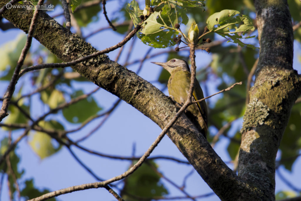 Grey-headed Woodpecker