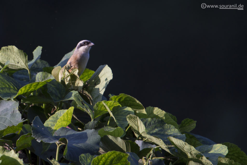 Common Woodshrike birding in Pangot