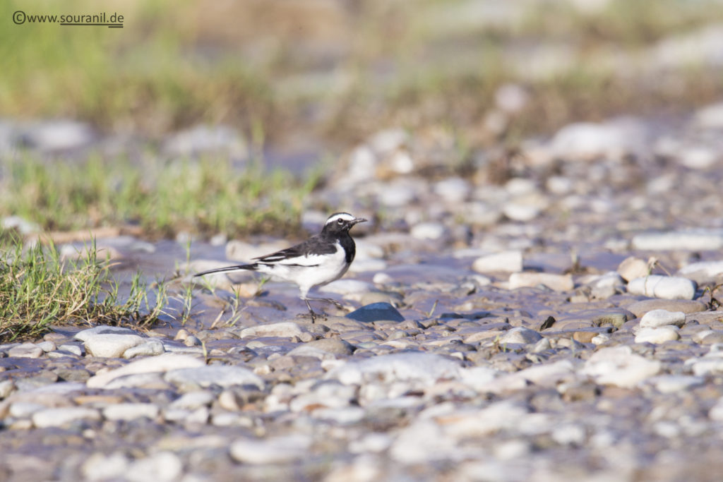 White-browed Wagtail birding in Pangot