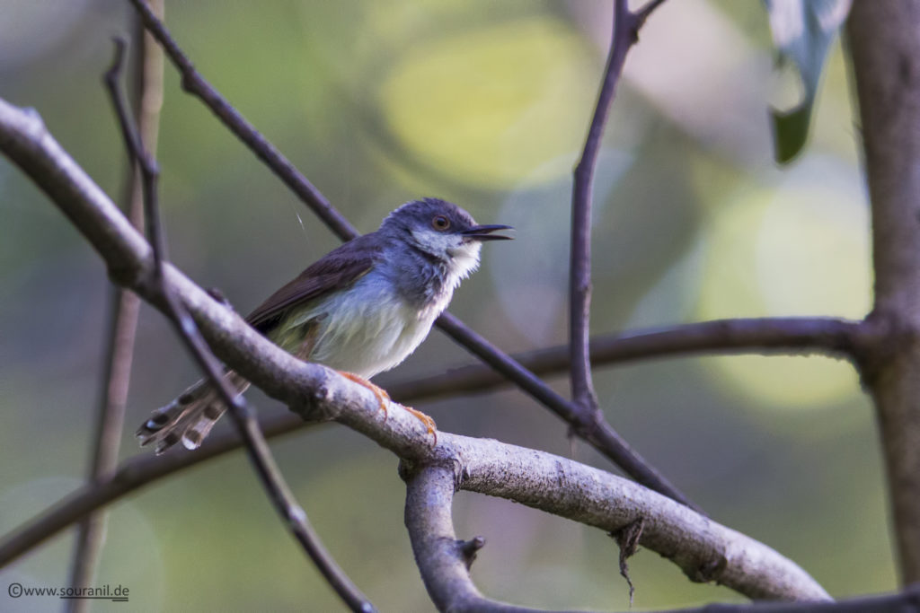 Grey-breasted Prinia birding in Pangot