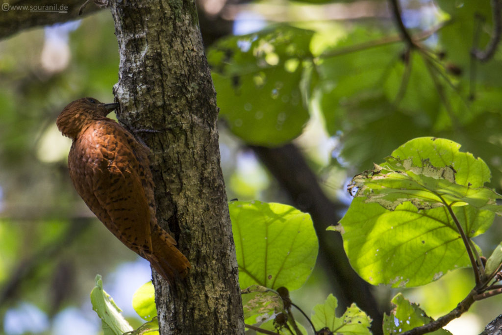 Rufous Woodpecker birding in Pangot