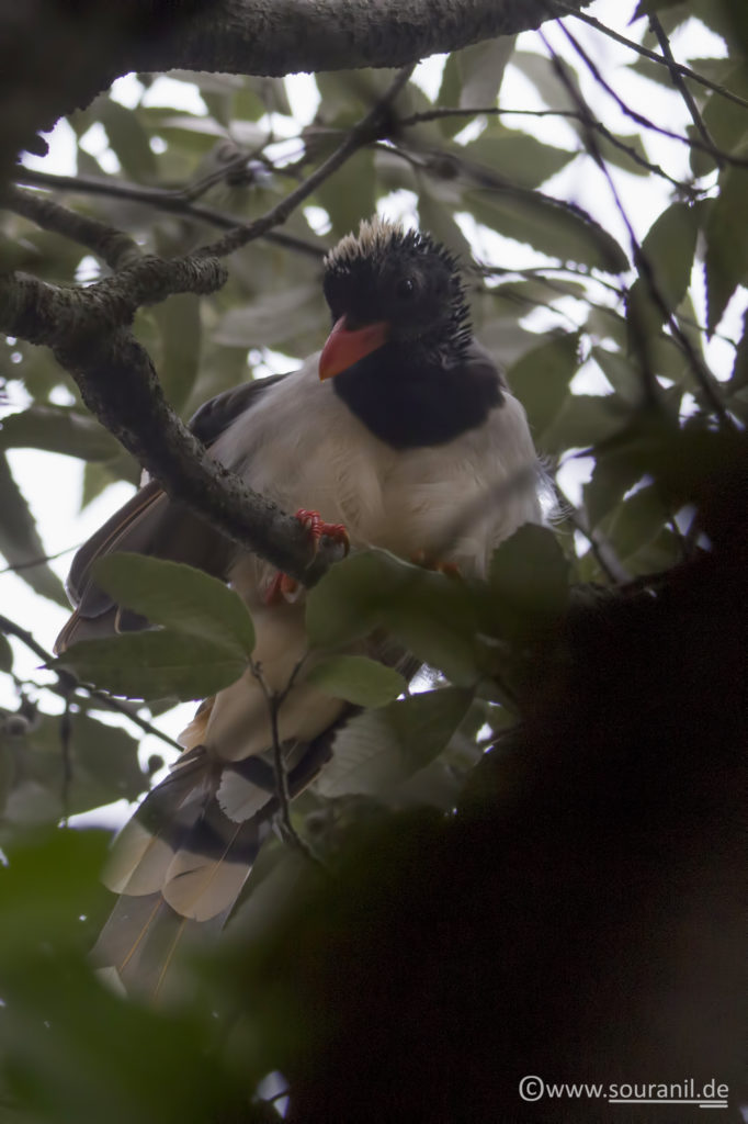 Red-billed Blue Magpie