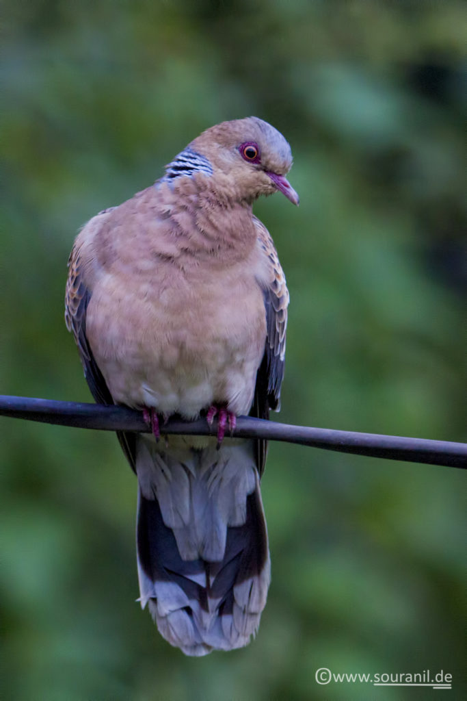 Oriental Turtle Dove