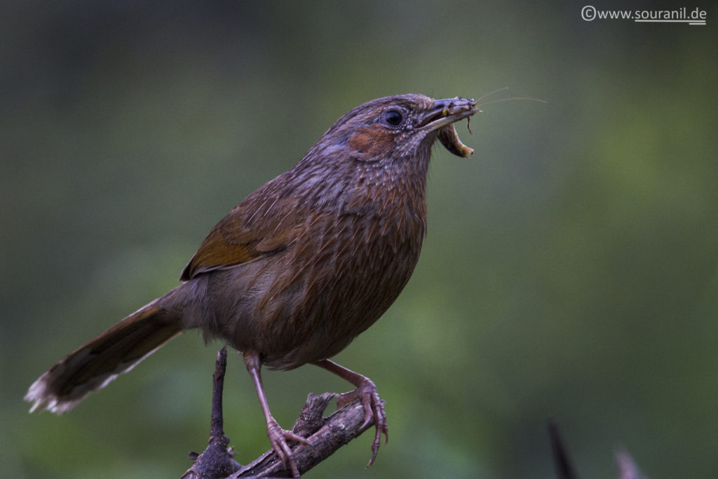 Streaked Laughingthrush