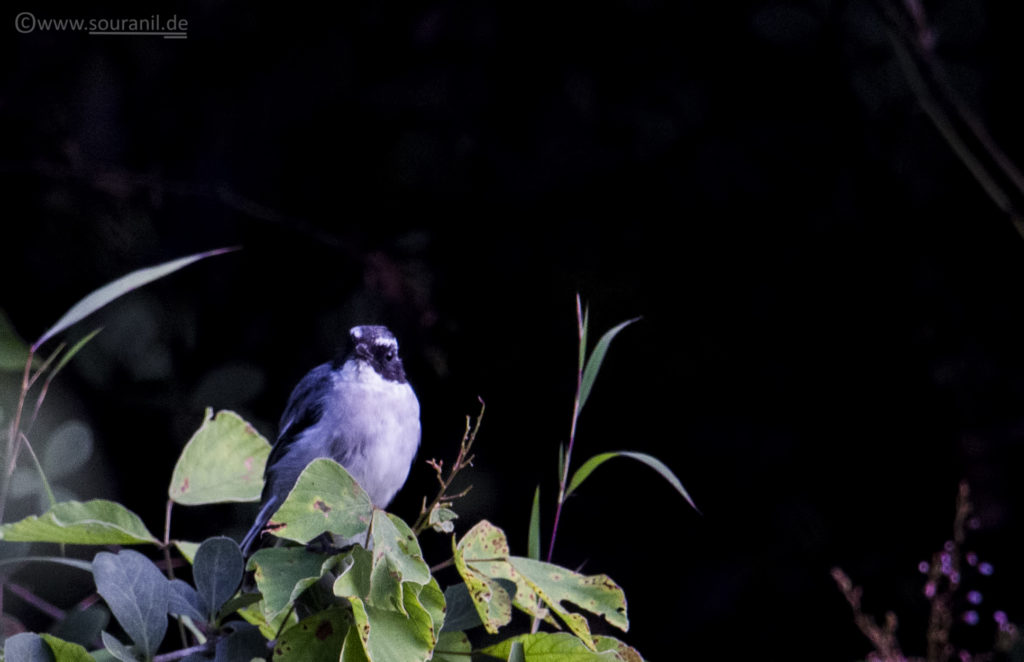 Grey Bushchat