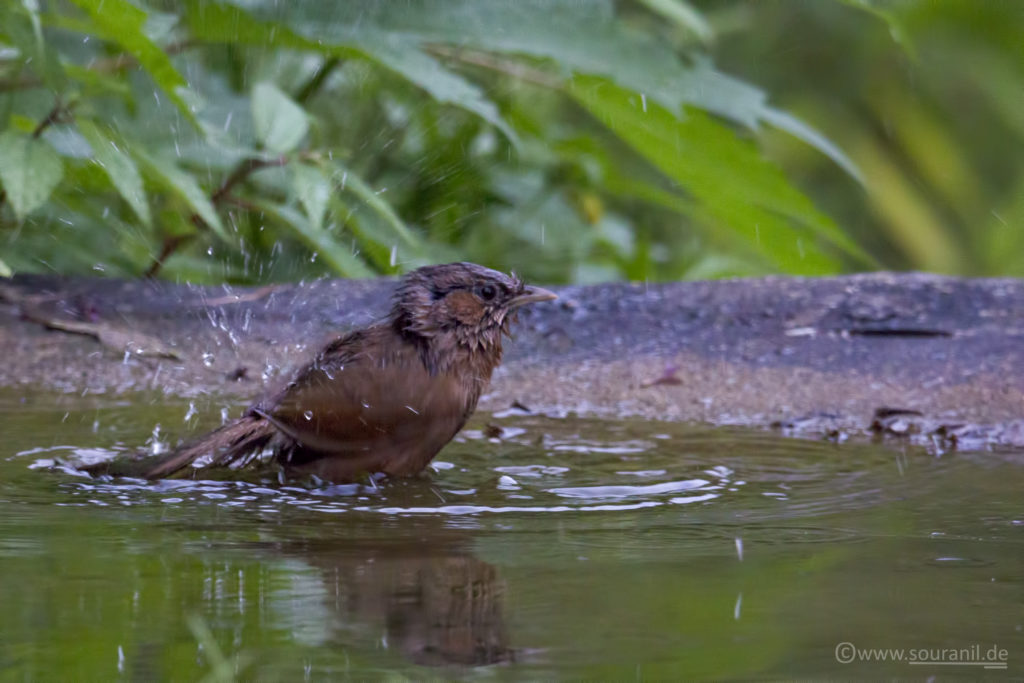 Striated Laughingthrush