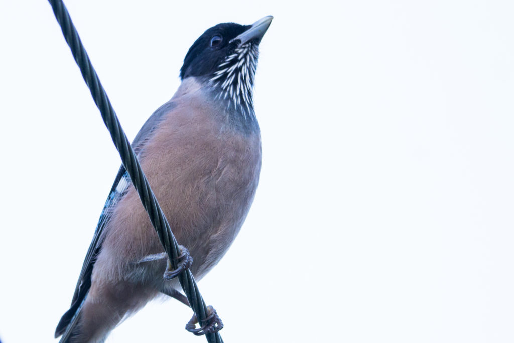 Black-headed Jay