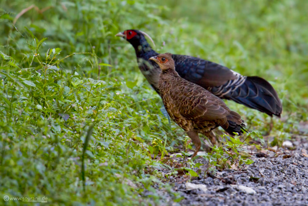Kalij Pheasant birding in Pangot