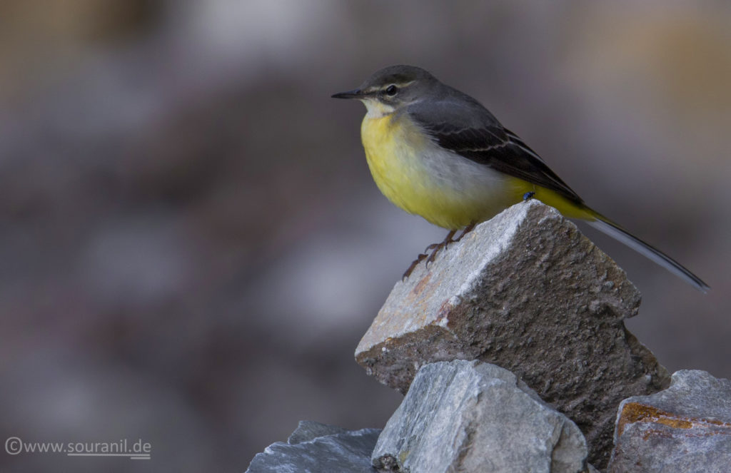 Grey Wagtail birding in Pangot