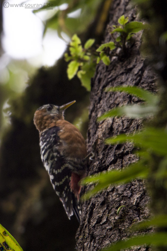 Rufous-bellied Woodpecker