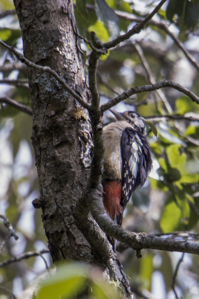 Himalayan Woodpecker