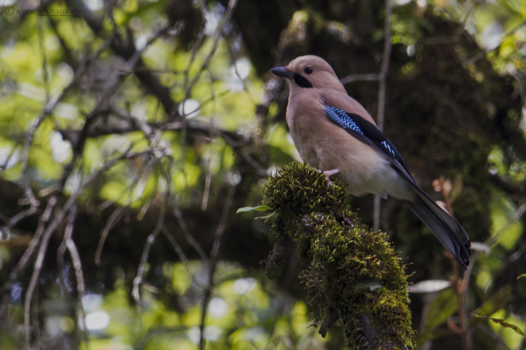 Eurasian Jay birding in Pangot