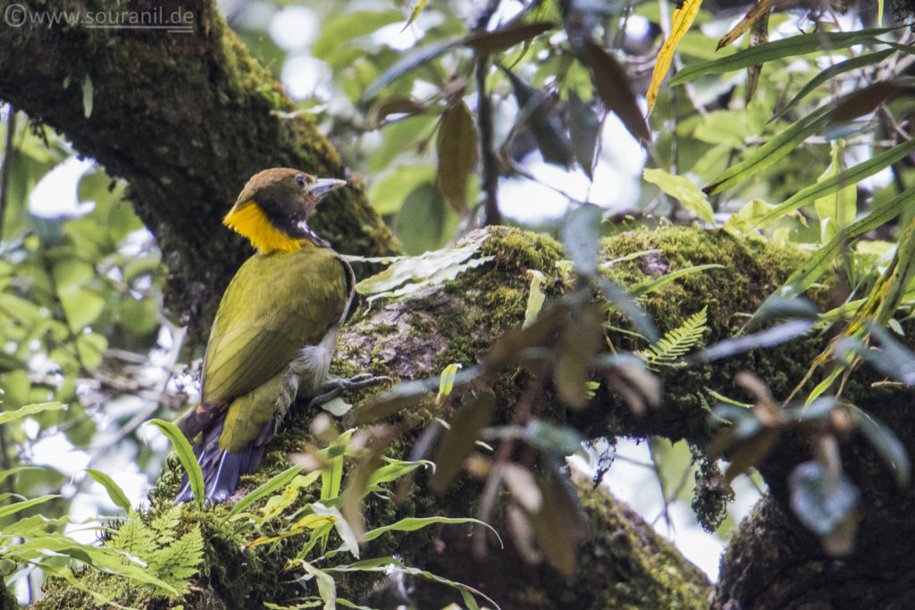 Greater Yellownape