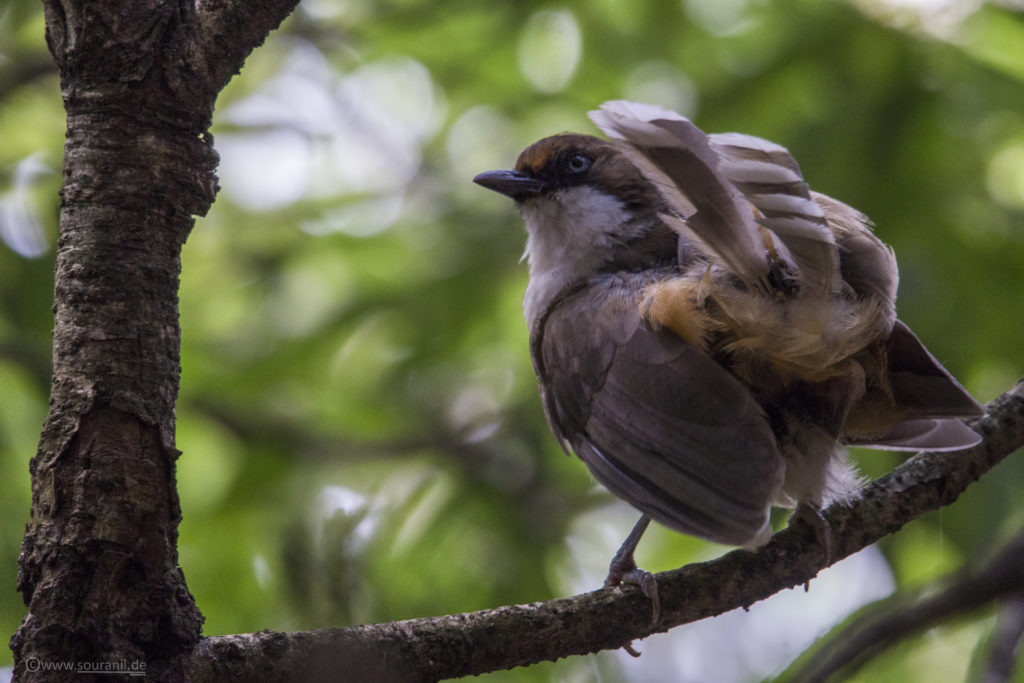 White-throated Laughingthrush