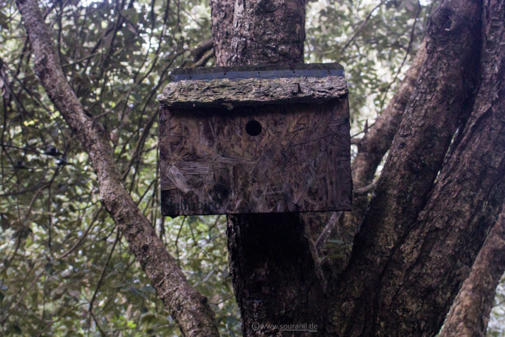 Jungle Lore Birdhouse