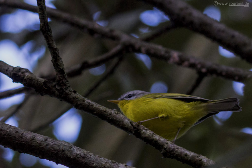 Grey-hooded Warbler