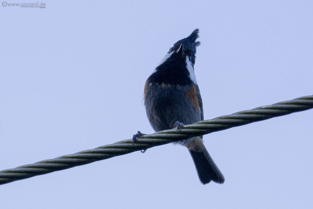 Coal Tit