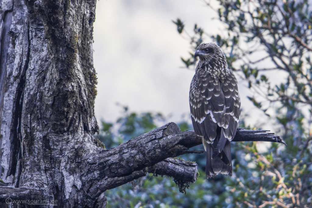 Black-eared Kite