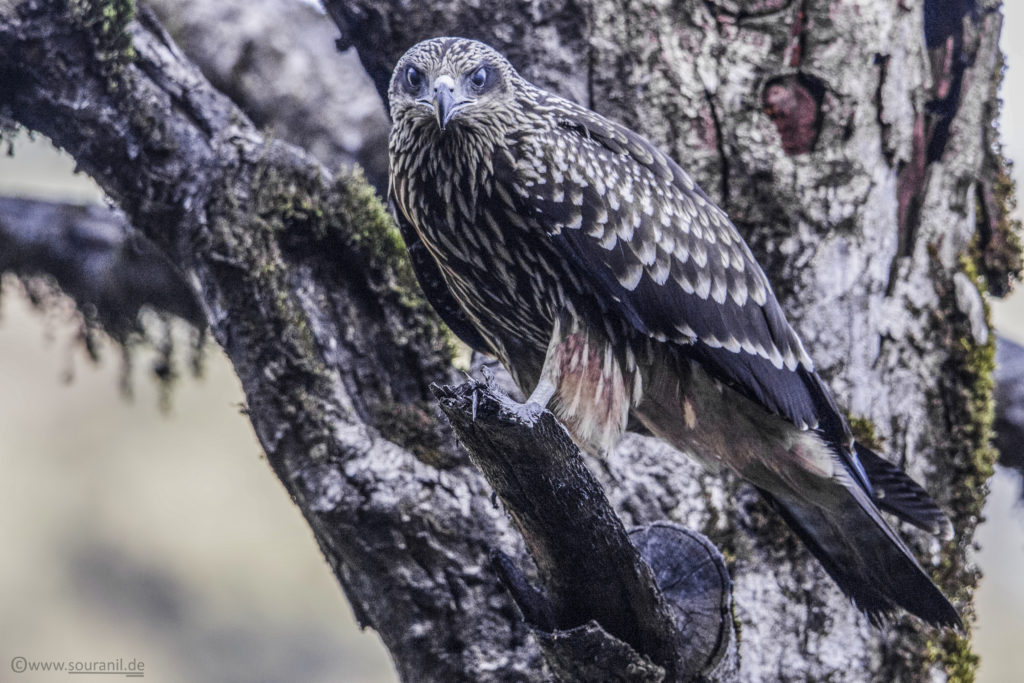 Black-eared Kite