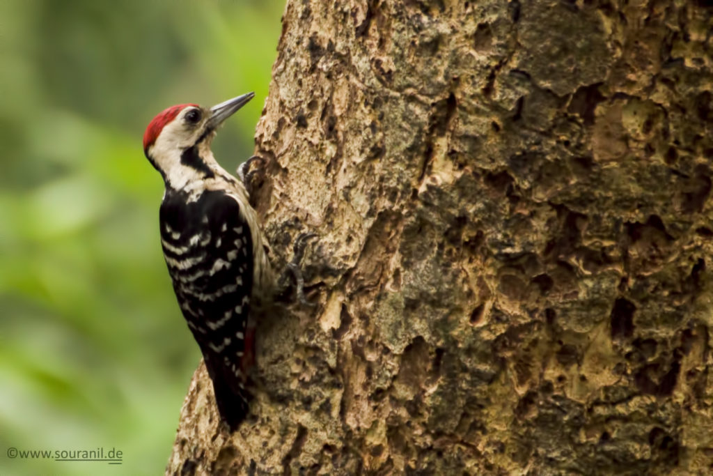 Fulvous-breasted Woodpecker