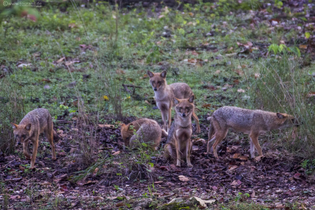 jackals