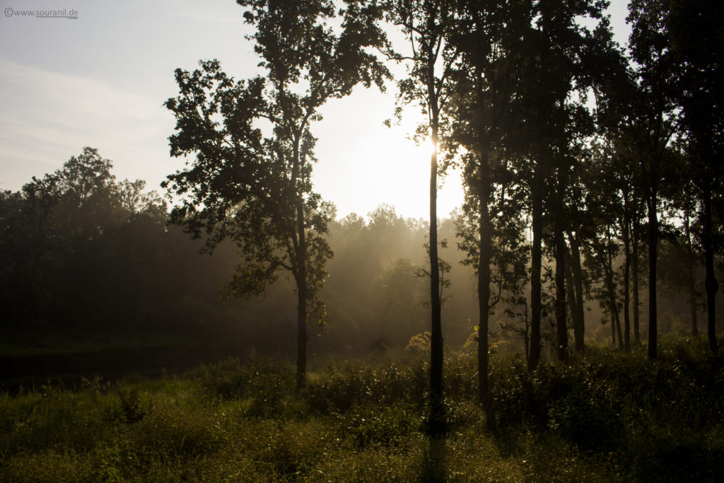 Kanha Sunrise