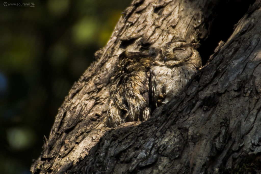 Scops Owl