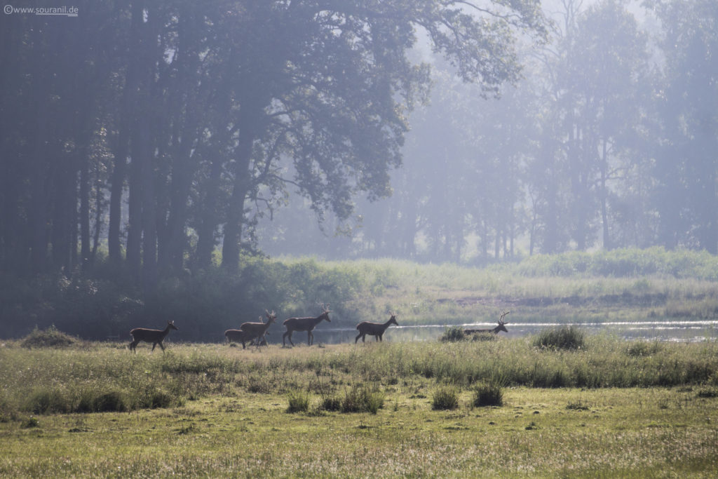 Barasingha