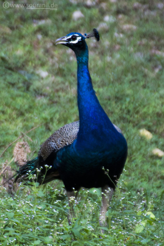 Peacock