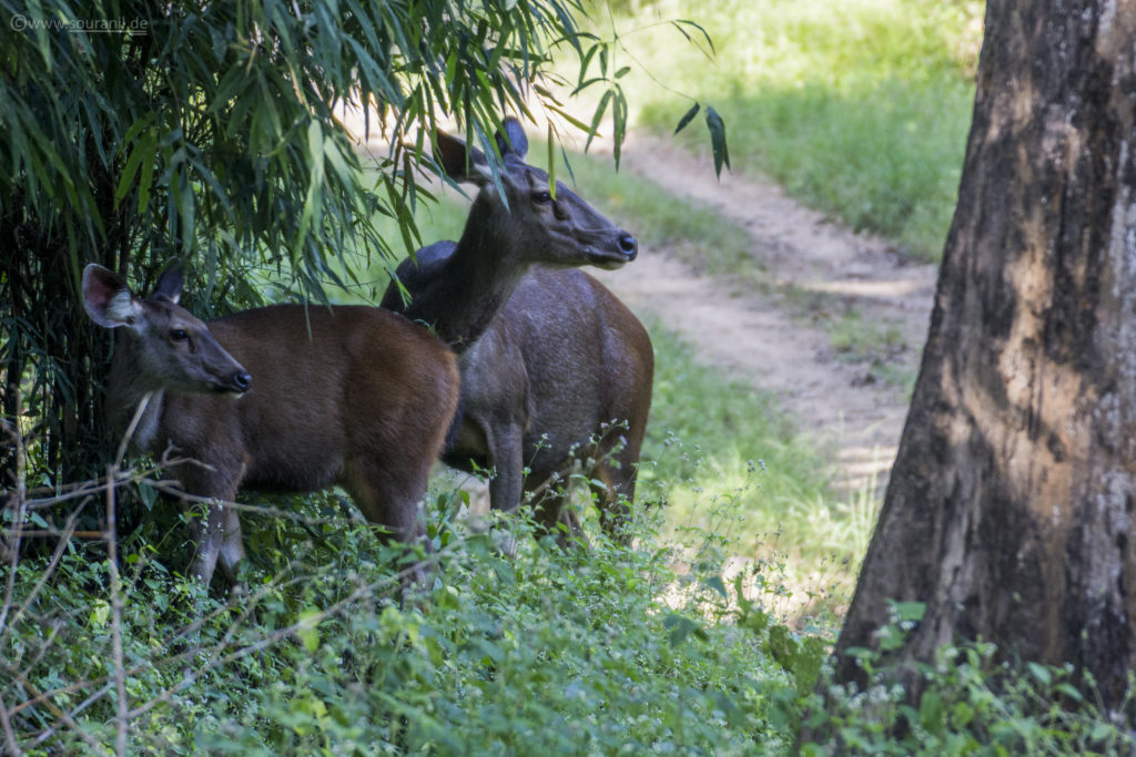 Sambar