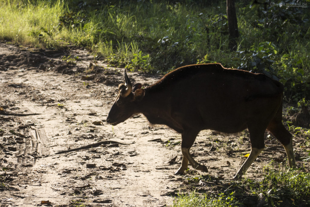 Gaur