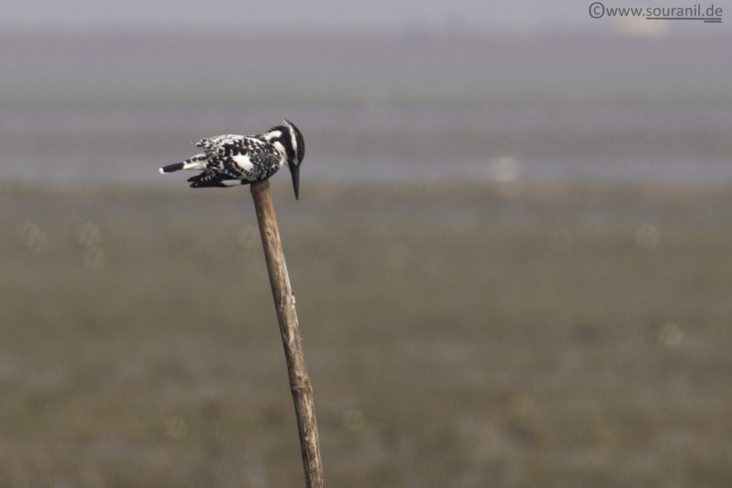 Pied Kingfisher Mangalajodi