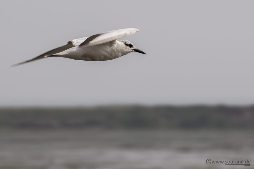 whiskered tern