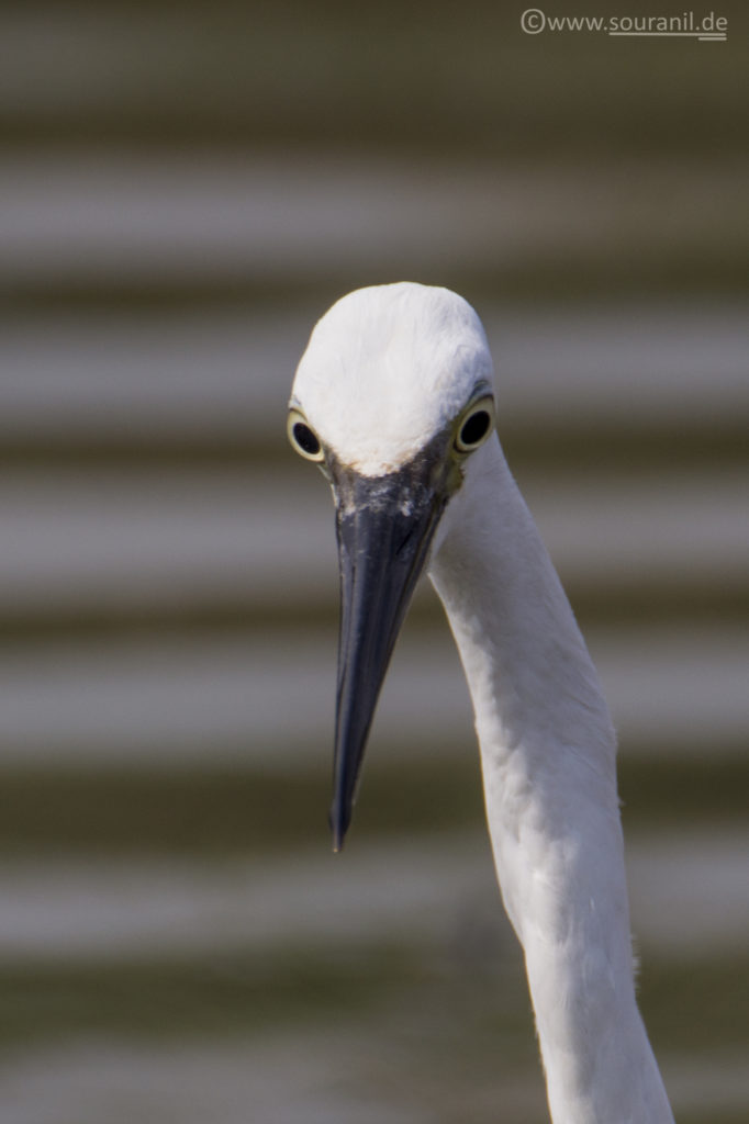 Egret Mangalajodi