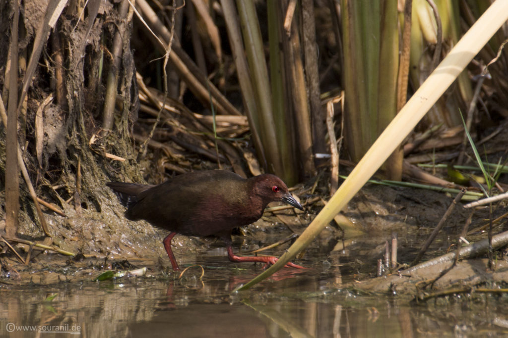 Ruddy-breasted Crake