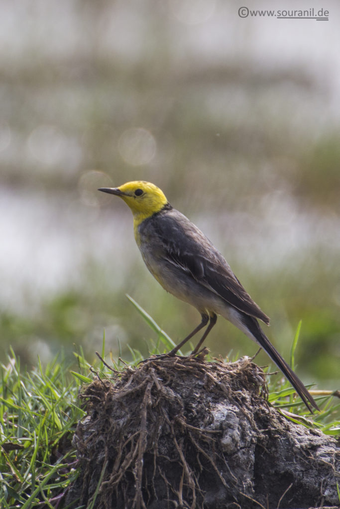 Citrine Wagtail