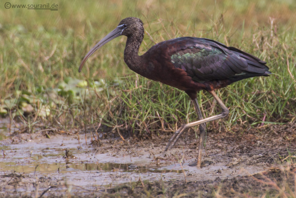 Glossy Ibis