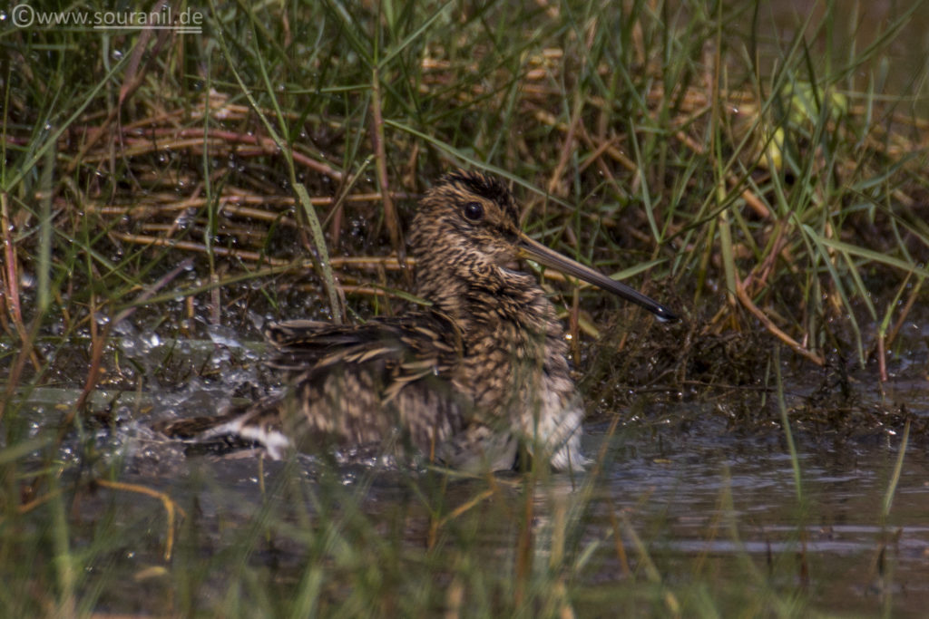 Common Snipe Mangalajodi