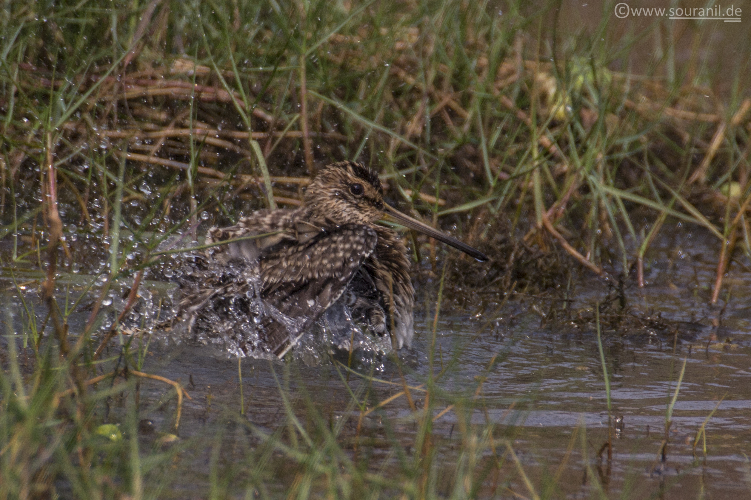 Birding in Mangalajodi