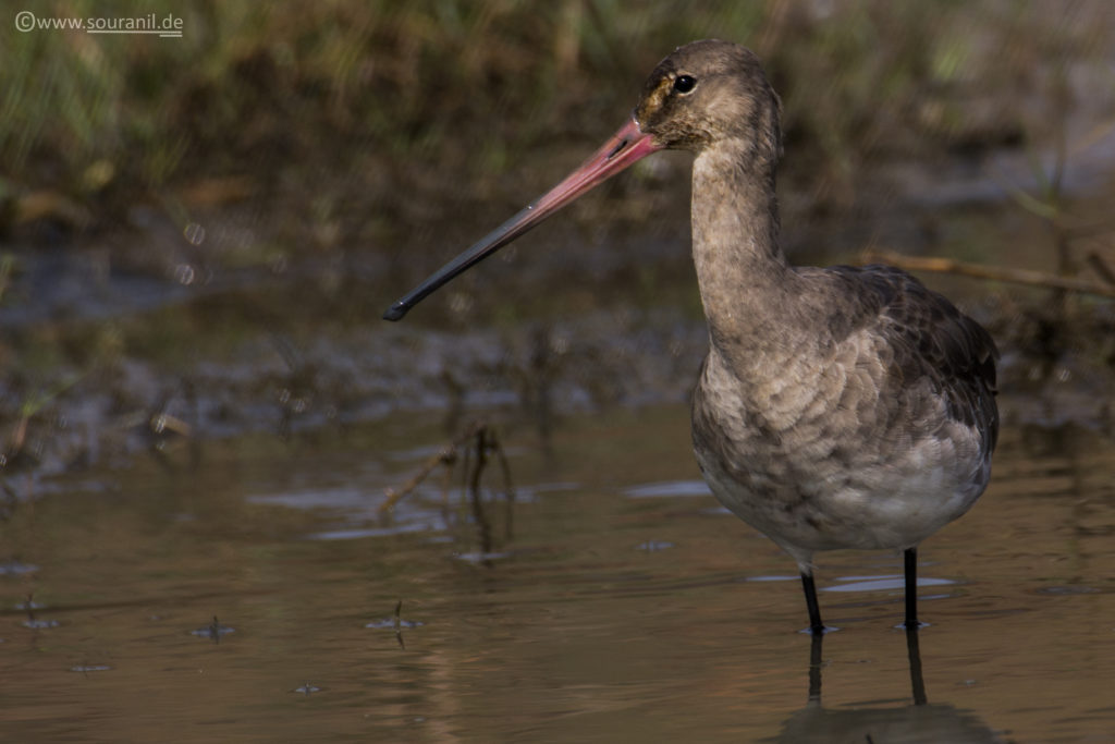 Black-tailed Godwit