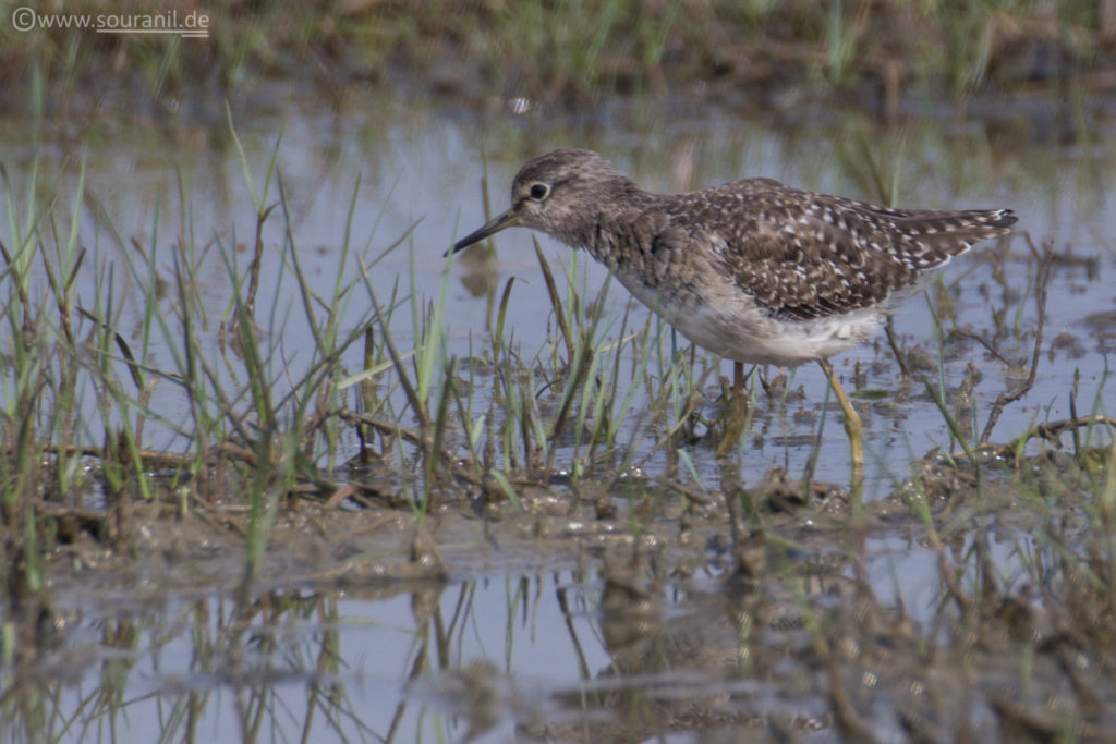 Temminck's Stint