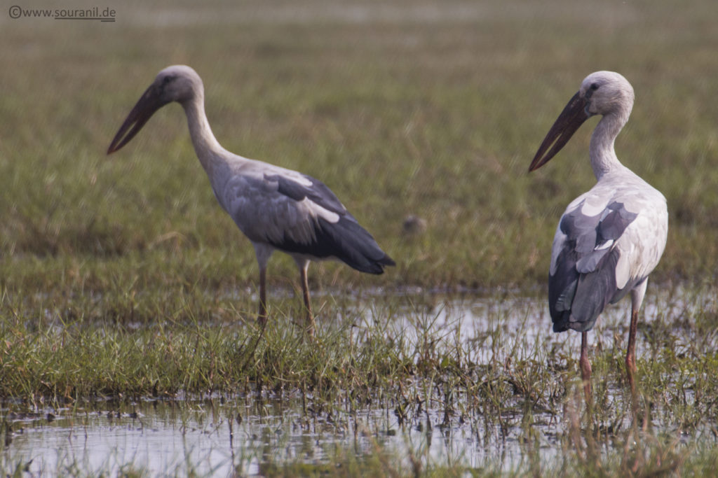 Openbill Mangalajodi