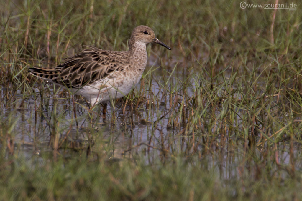 Ruff Mangalajodi