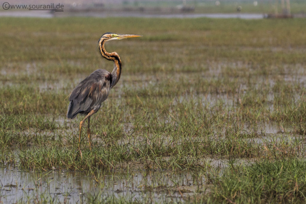 Purple Heron