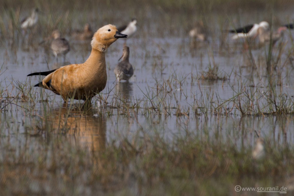 Ruddy Shelduck